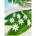 Elección de la flor de plumeria artificial hecha a mano